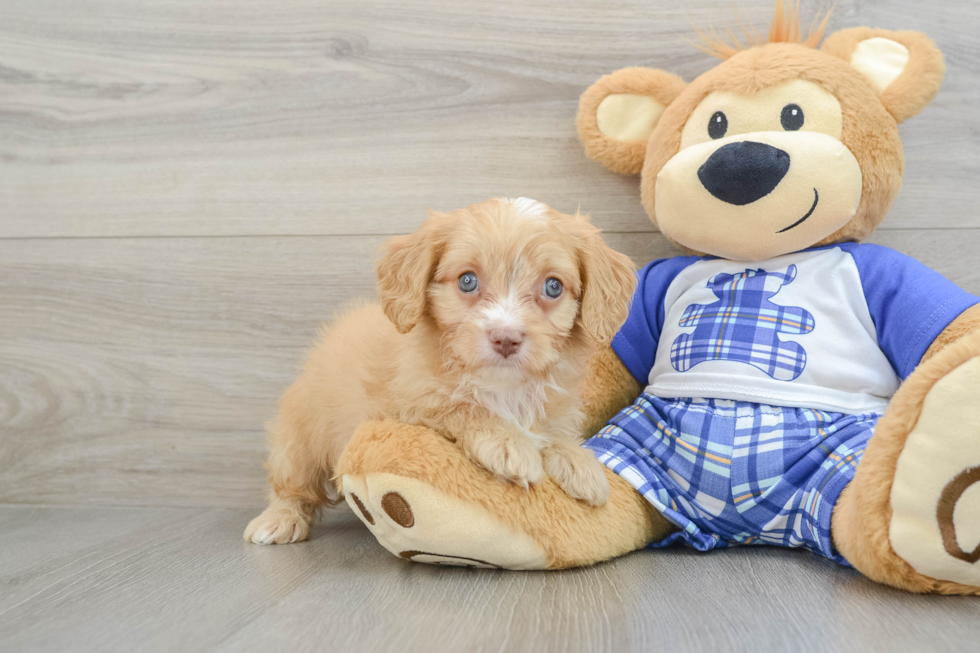 Cavapoo Puppy for Adoption