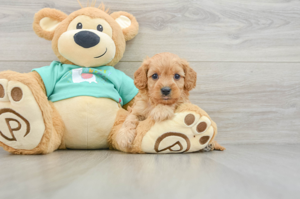 6 week old Cavapoo Puppy For Sale - Puppy Love PR
