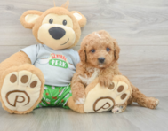 8 week old Cavapoo Puppy For Sale - Puppy Love PR