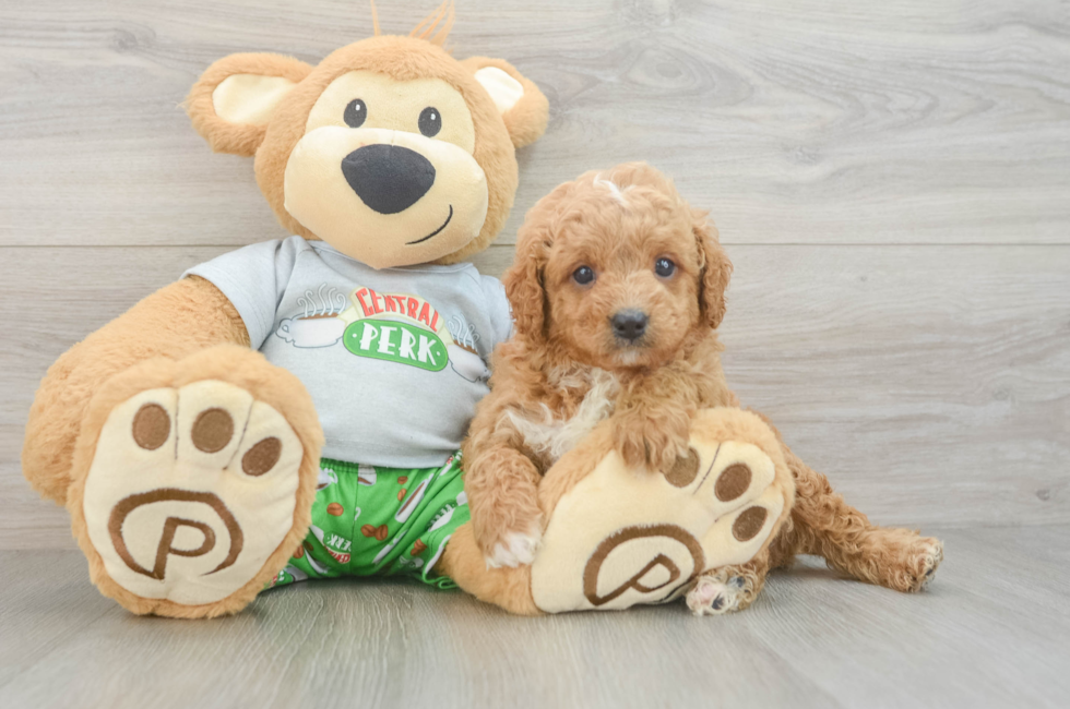 6 week old Cavapoo Puppy For Sale - Puppy Love PR