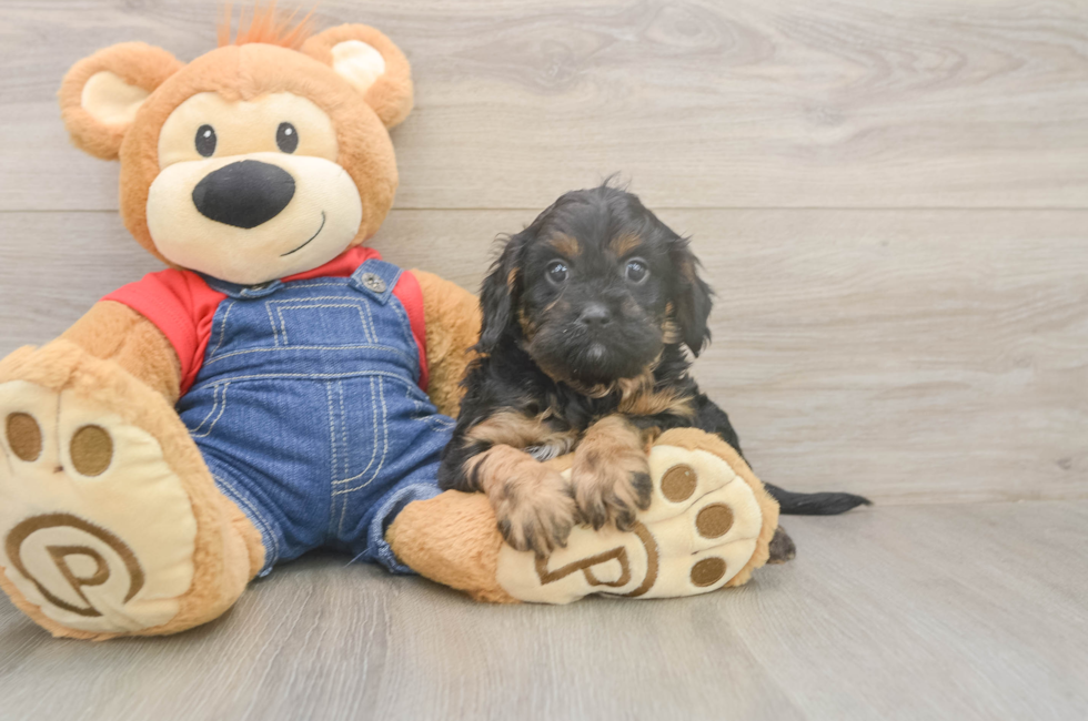 5 week old Cavapoo Puppy For Sale - Puppy Love PR
