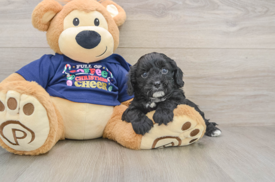Cavapoo Pup Being Cute