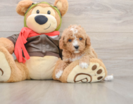 8 week old Cavapoo Puppy For Sale - Puppy Love PR