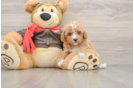 Sweet Cavapoo Baby