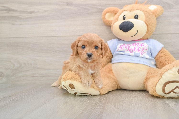 Best Cavapoo Baby