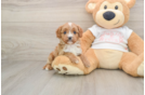Fluffy Cavapoo Poodle Mix Pup
