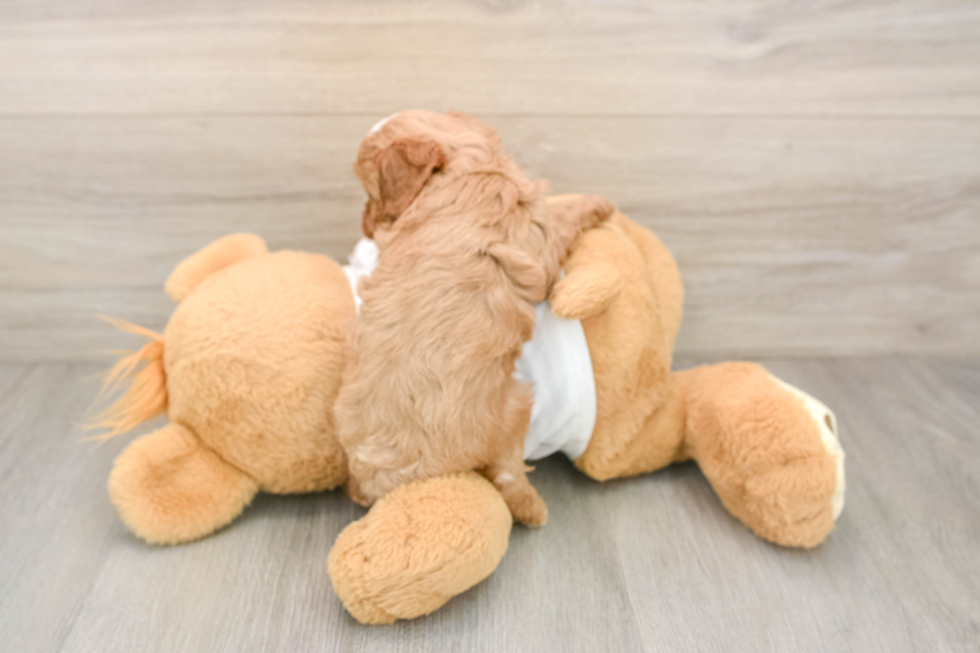Popular Cavapoo Poodle Mix Pup