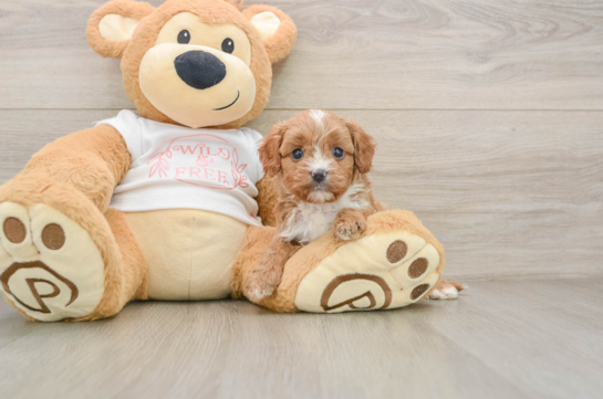 Popular Cavapoo Poodle Mix Pup