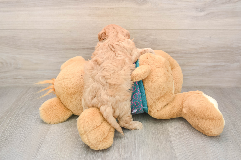 Small Cavapoo Baby
