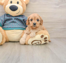 9 week old Cavapoo Puppy For Sale - Puppy Love PR