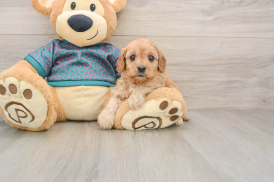 Little Cavipoo Poodle Mix Puppy