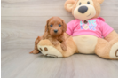 Cavapoo Puppy for Adoption