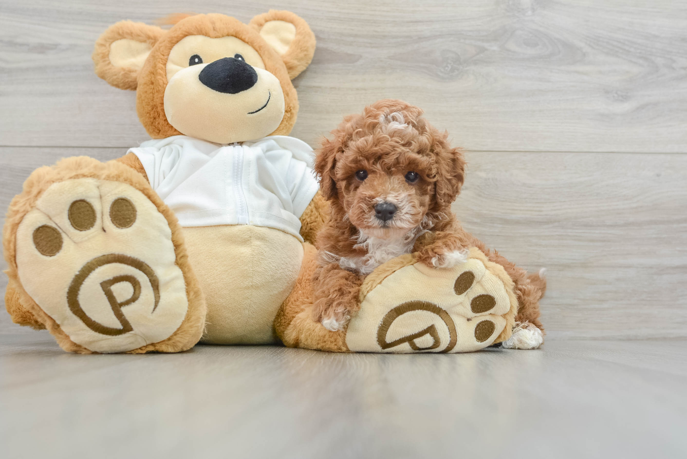 Petite Cavapoo Poodle Mix Pup