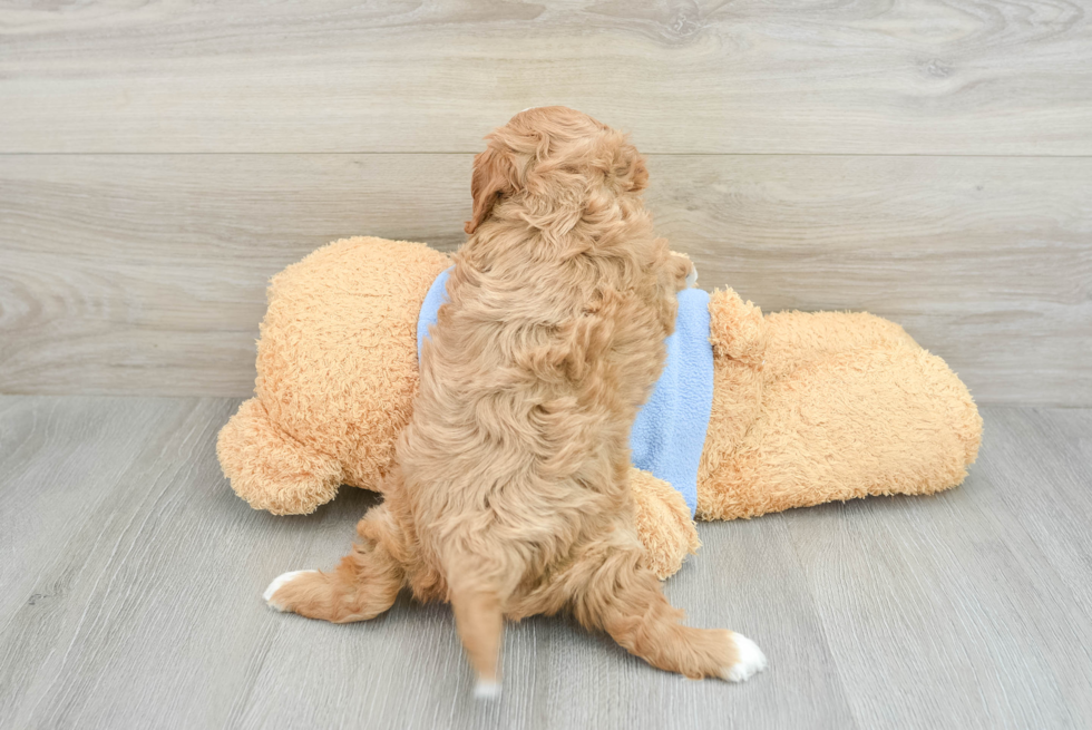 Cute Cavapoo Baby