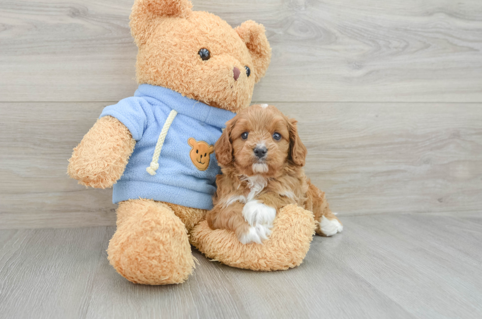 5 week old Cavapoo Puppy For Sale - Puppy Love PR