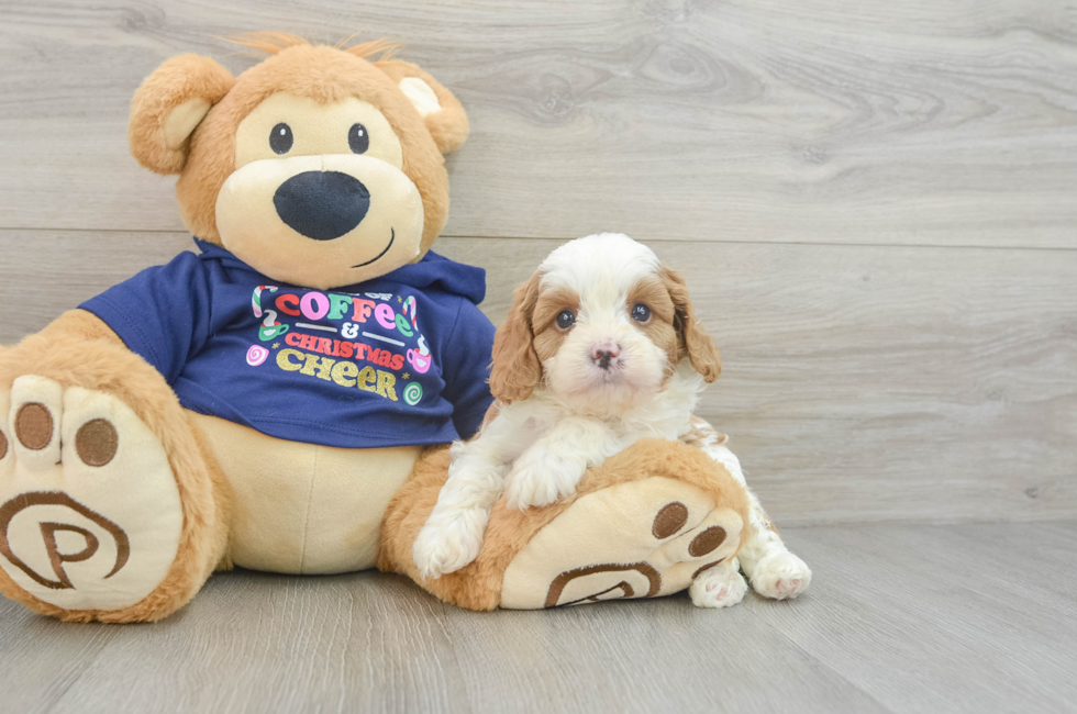 5 week old Cavapoo Puppy For Sale - Puppy Love PR