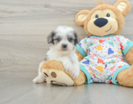 9 week old Cavapoo Puppy For Sale - Puppy Love PR