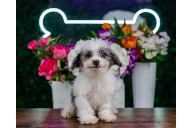 Cute Cavapoo Poodle Mix Pup