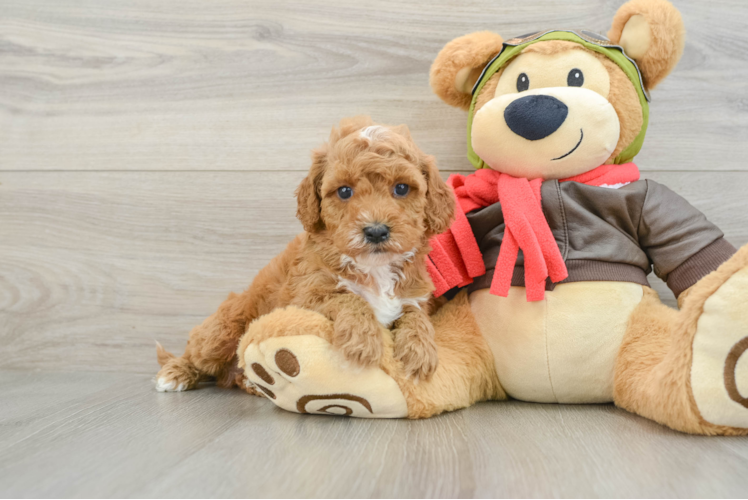 Best Cavapoo Baby