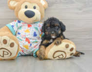 8 week old Cavapoo Puppy For Sale - Puppy Love PR
