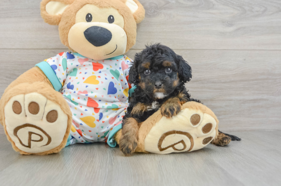 8 week old Cavapoo Puppy For Sale - Puppy Love PR