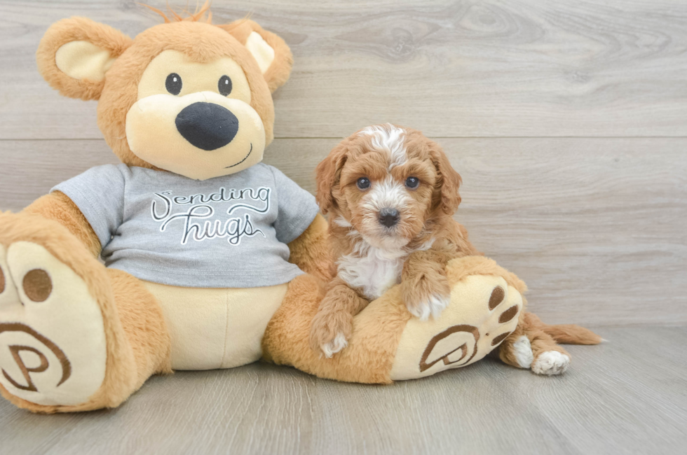 6 week old Cavapoo Puppy For Sale - Puppy Love PR