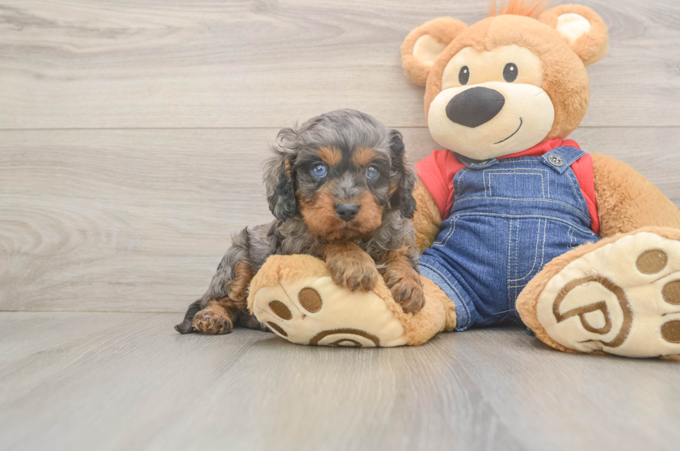 5 week old Cavapoo Puppy For Sale - Puppy Love PR