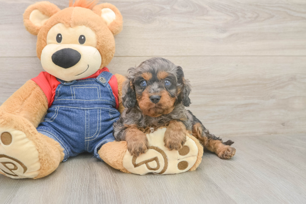 Cavapoo Pup Being Cute