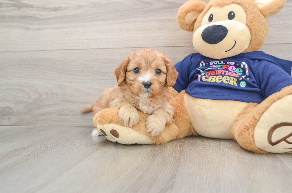 5 week old Cavapoo Puppy For Sale - Puppy Love PR