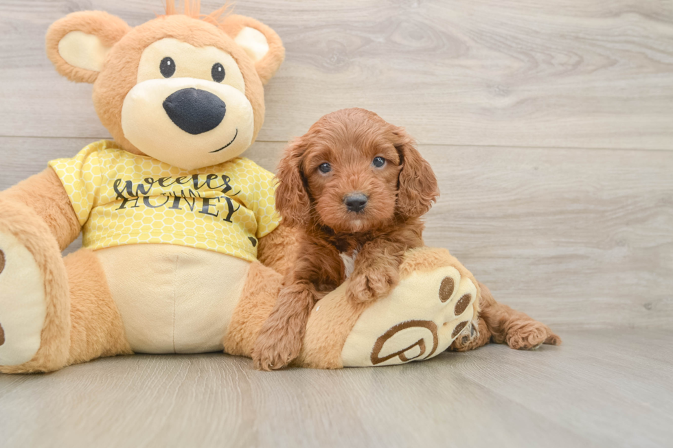 Adorable Cavalier King Charles Spaniel and Poodle Mix Poodle Mix Puppy