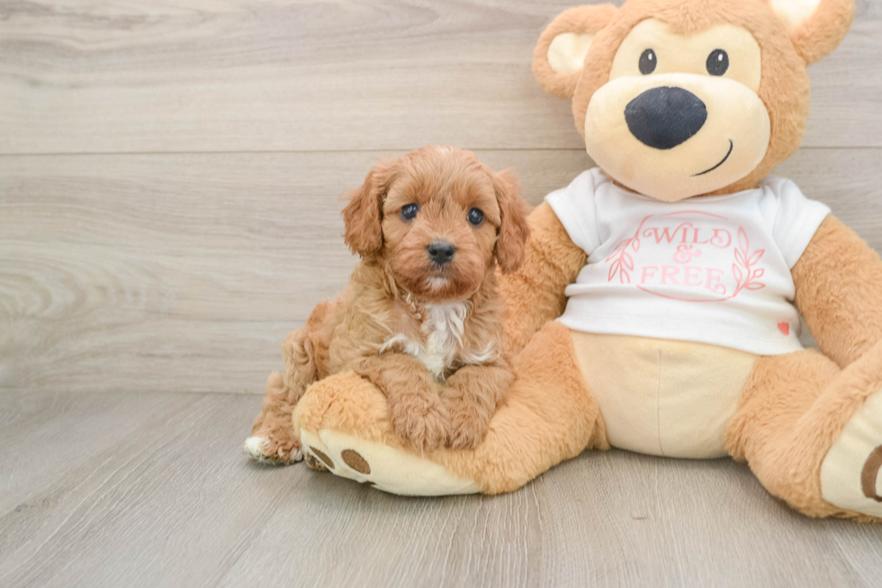Adorable Cavalier King Charles Spaniel and Poodle Mix Poodle Mix Puppy
