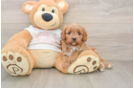 Cavapoo Pup Being Cute