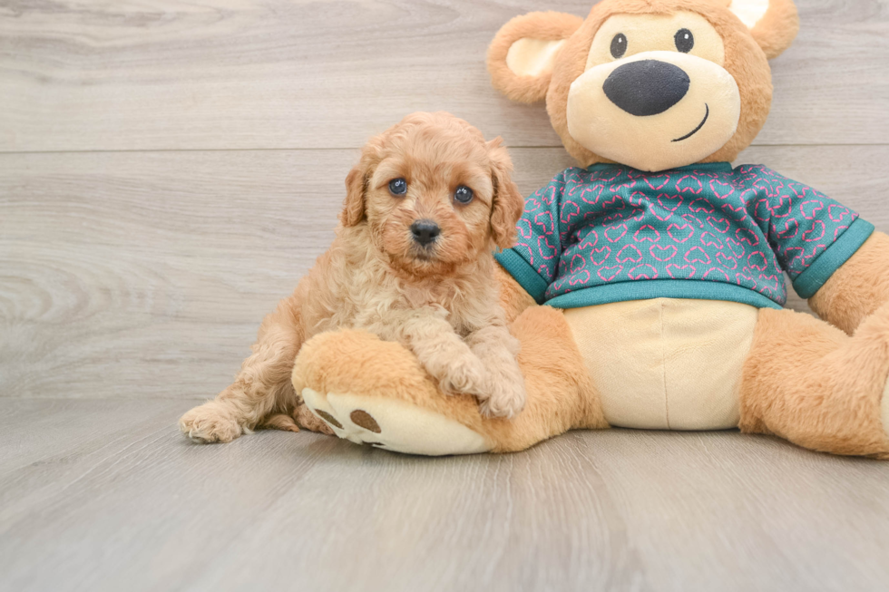 Adorable Cavalier King Charles Spaniel and Poodle Mix Poodle Mix Puppy