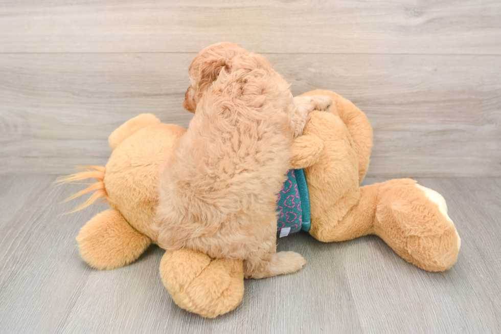 Energetic Cavoodle Poodle Mix Puppy