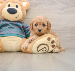 9 week old Cavapoo Puppy For Sale - Puppy Love PR