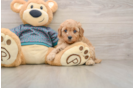 Popular Cavapoo Poodle Mix Pup