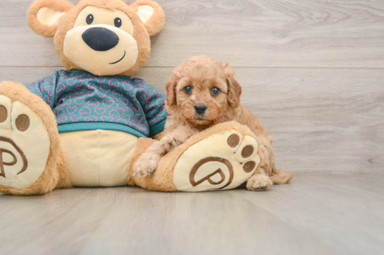 Popular Cavapoo Poodle Mix Pup