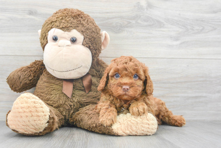 Little Cavoodle Poodle Mix Puppy