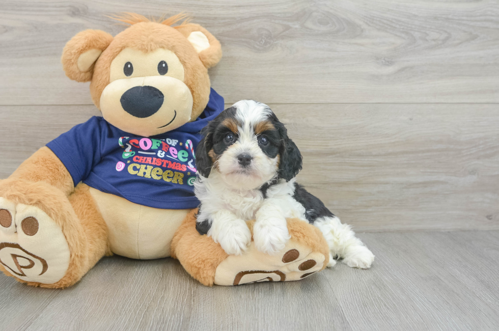 5 week old Cavapoo Puppy For Sale - Puppy Love PR