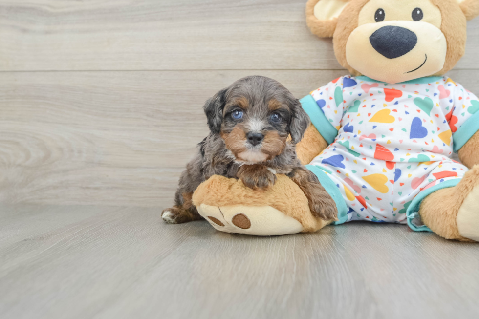 Best Cavapoo Baby