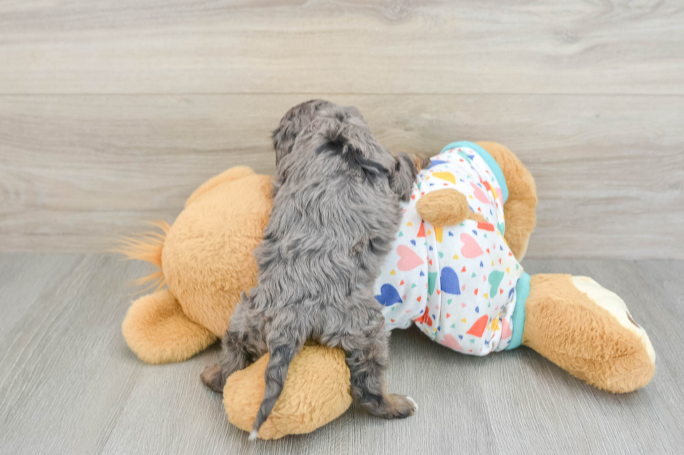 Little Cavipoo Poodle Mix Puppy