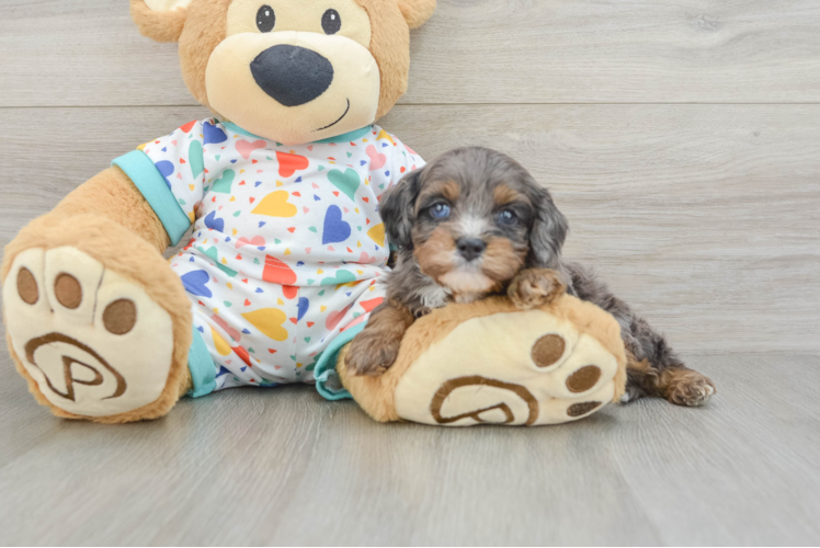 Playful Cavapoodle Poodle Mix Puppy