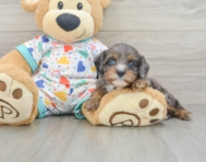 8 week old Cavapoo Puppy For Sale - Puppy Love PR