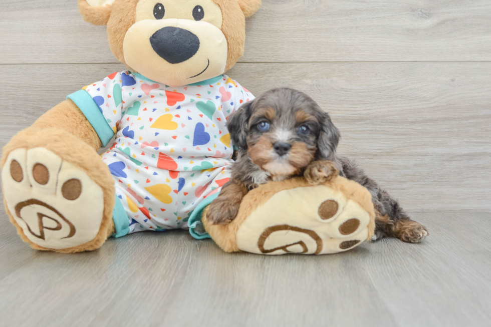 Playful Cavapoodle Poodle Mix Puppy