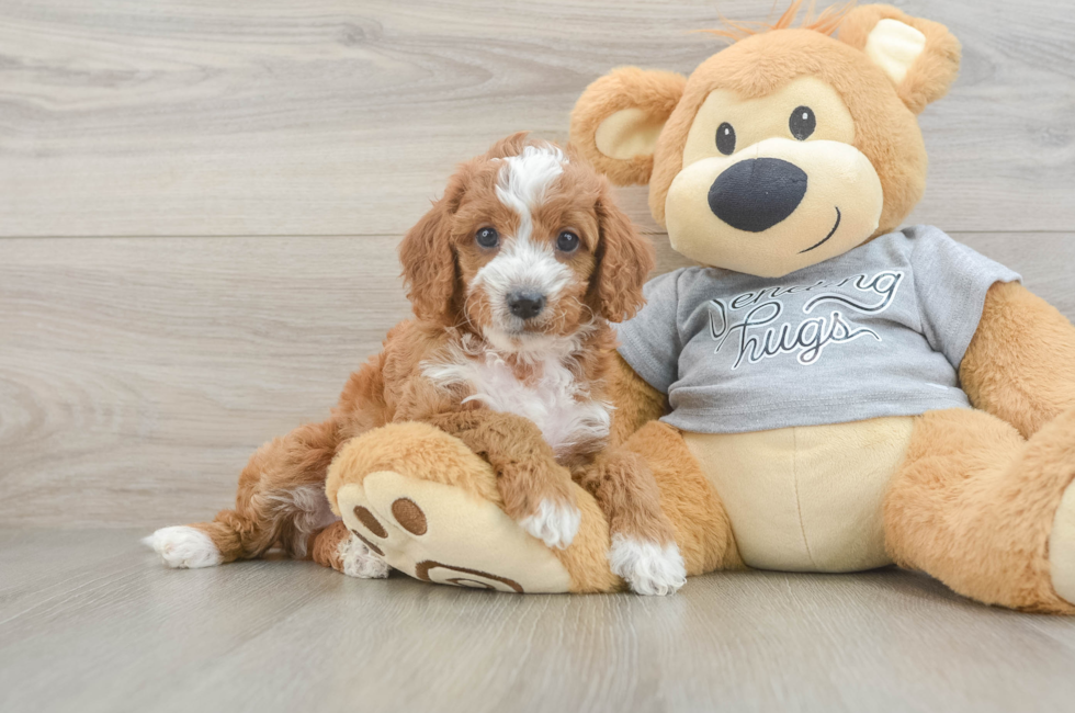 6 week old Cavapoo Puppy For Sale - Puppy Love PR