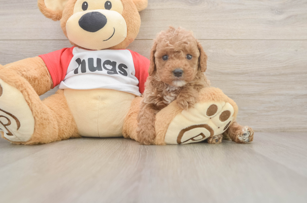 5 week old Cavapoo Puppy For Sale - Puppy Love PR