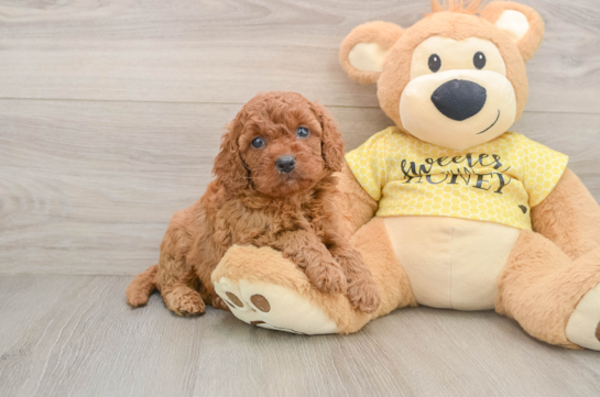 Cavapoo Pup Being Cute