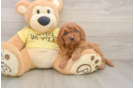 Petite Cavapoo Poodle Mix Pup