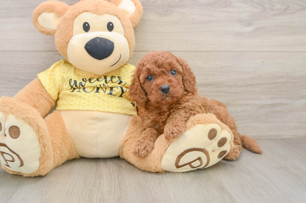 Petite Cavapoo Poodle Mix Pup