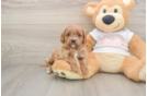 Cavapoo Pup Being Cute